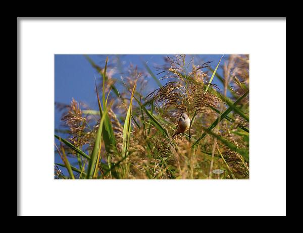 Bird Framed Print featuring the photograph Bearded reedling, panurus biarmicus, in the reeds by Elenarts - Elena Duvernay photo