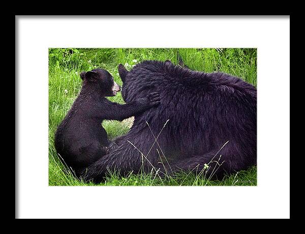 Alaska Framed Print featuring the photograph Bearing All by Tim Newton