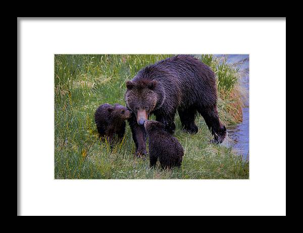 A Grizzly Bear And Her Cubs Were Definitely Not Afraid Of The Rain And Ventured Out For A Fun Morning Of Play And Affection. Framed Print featuring the photograph Bearly Wet by Ryan Smith