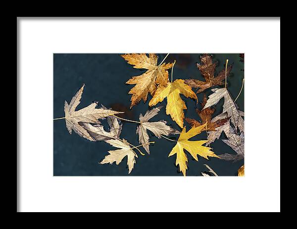Fall Framed Print featuring the photograph Beauties Of the Autumn by Jonathan Nguyen