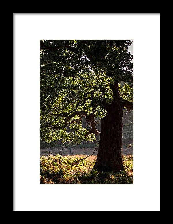 Landscape Framed Print featuring the photograph Beautiful acorn oak tree in forest landscape with dappled sunlig by Matthew Gibson