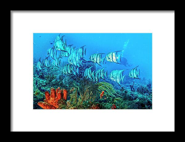 Fishing Framed Print featuring the photograph Beautiful Angels on the Reef in HDR Detail by Debra and Dave Vanderlaan