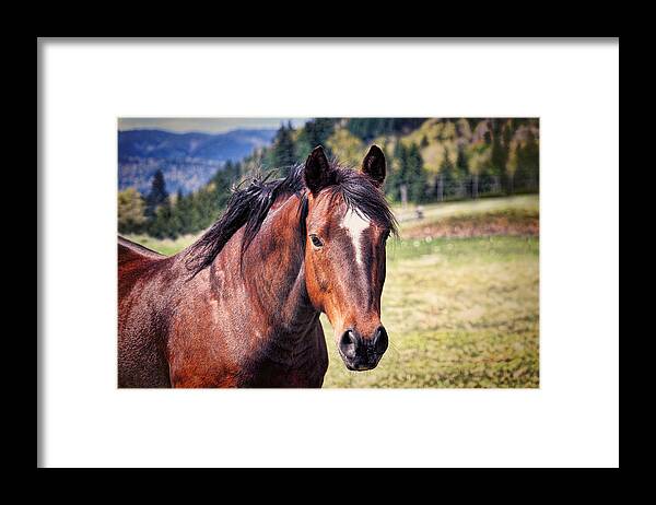 Horse Framed Print featuring the photograph Beautiful Bay Horse In Pasture by Tracie Schiebel