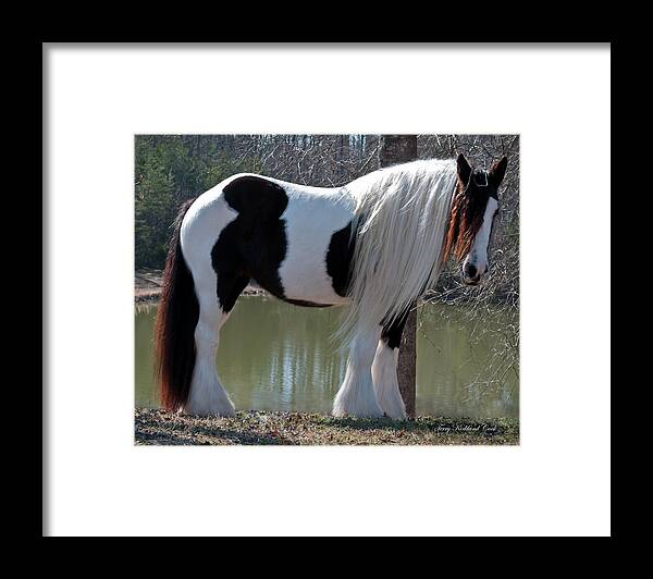 Equine Framed Print featuring the photograph Beautiful Big Bold Lioness by Terry Kirkland Cook
