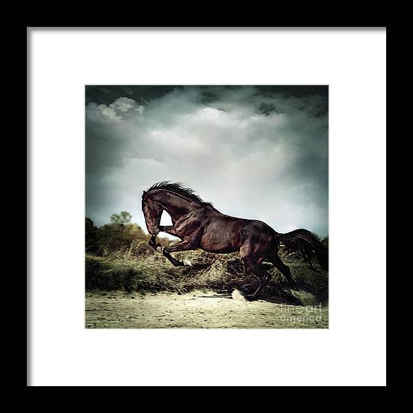 Horse Framed Print featuring the photograph Beautiful black stallion horse running on the stormy sky by Dimitar Hristov