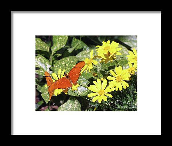 Butterflies Framed Print featuring the photograph Beautiful Butterflies by Kelly Holm