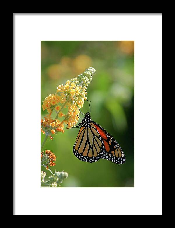 Butterfly Framed Print featuring the photograph Beautiful Butterfly by Karol Livote