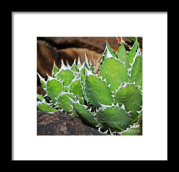 Fine Art Framed Print featuring the photograph Beautiful Cactus by Donna Greene