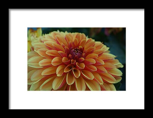 Flowers Framed Print featuring the photograph Beautiful Dahlia 1 by Dimitry Papkov