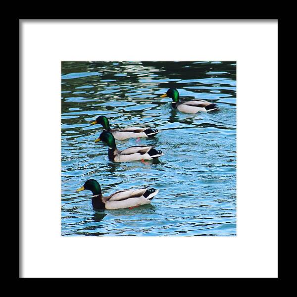Wildlife Ducks Male Green Water Waterfront Summer Bird Birds Duck Us Usa America United States Framed Print featuring the digital art Beautiful Ducks by Jeanette Rode Dybdahl