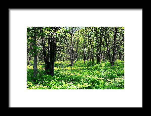 Forest Framed Print featuring the photograph Beautiful Forest by Verana Stark