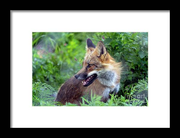  Fox Framed Print featuring the photograph Beautiful Fox Portrait by Sam Rino