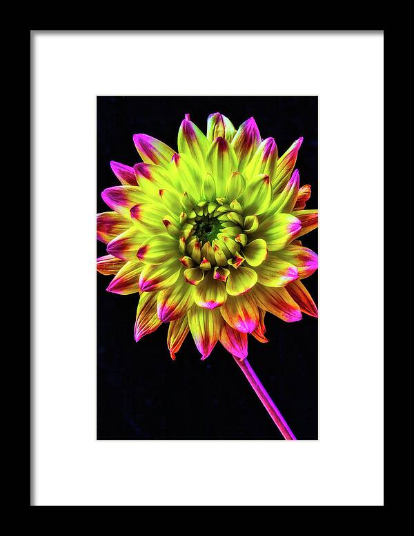 Color Framed Print featuring the photograph Beautiful Graphic Dahlia by Garry Gay