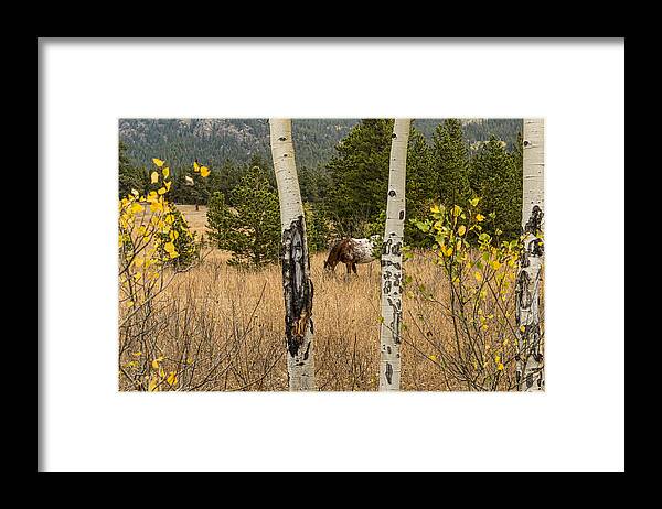 Horse Framed Print featuring the photograph Beautiful Horse Through The Aspen Trees Trunks by James BO Insogna
