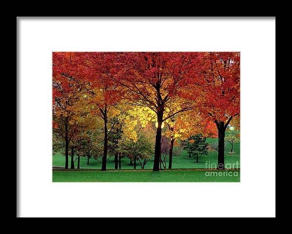 Autumn Framed Print featuring the photograph Beautiful Light at the Park in St. Louis in Autumn by Wernher Krutein