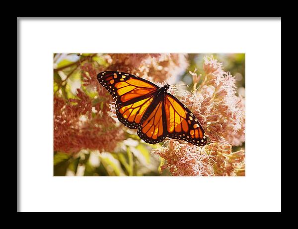 Butterfly Framed Print featuring the photograph Beautiful Monarch by Beth Collins