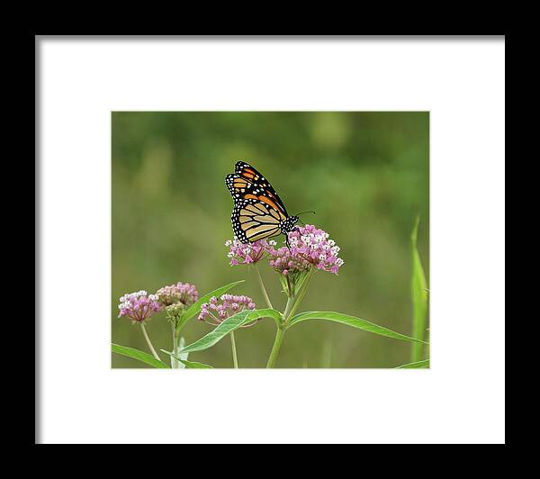 Monarch Butterfly Framed Print featuring the photograph Beautiful Monarch by Sandy Keeton