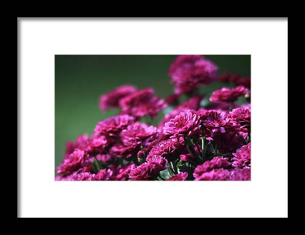 Flowers Framed Print featuring the photograph Beautiful Mums by Trina Ansel