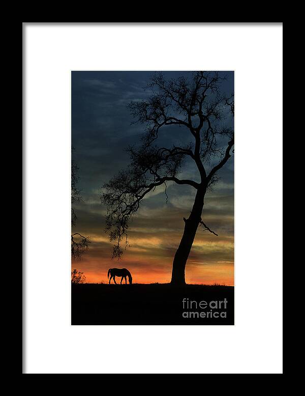 Sunset Framed Print featuring the photograph Beautiful Oak Tree and Horse in Sunset by Stephanie Laird