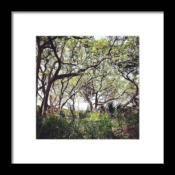 Jekyllisland Framed Print featuring the photograph Beautiful Oaks Lead The Way To by Joan McCool