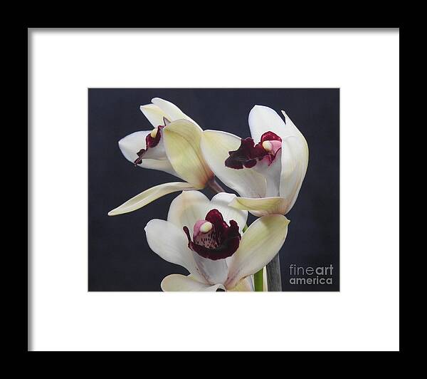 Orchids-orchid-flower Framed Print featuring the photograph Beautiful Orchids by Scott Cameron