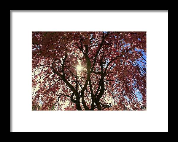 Blossom Framed Print featuring the photograph Beautiful Pink Tree by Amanda Camarata