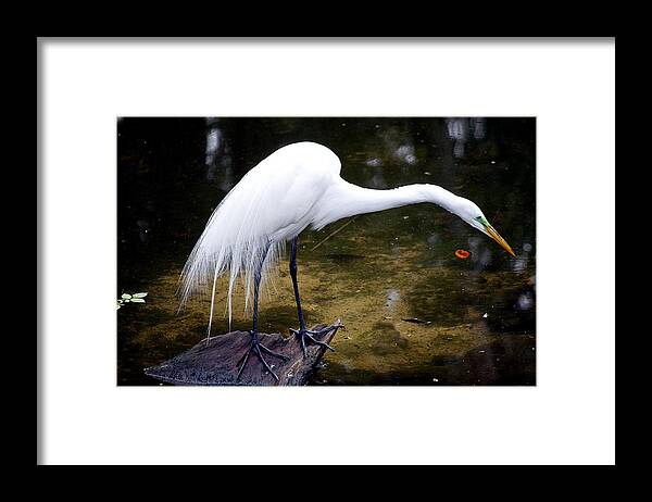 Wildlife Framed Print featuring the photograph Beautiful Plumage by Kenneth Albin