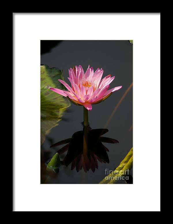 Beautiful Framed Print featuring the photograph Beautiful Purple Lotus Waterlily by Jackie Irwin