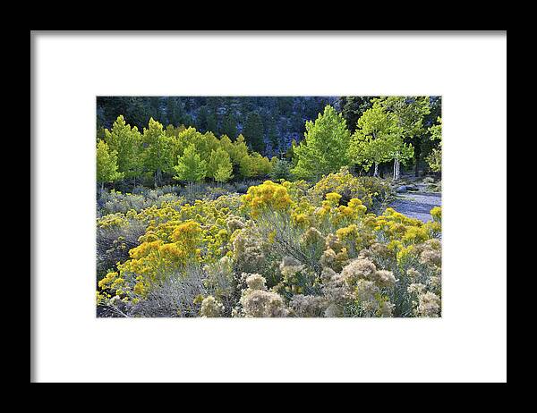 Humboldt-toiyabe National Forest Framed Print featuring the photograph Beautiful Rabbitbrush in Mt. Charleston Basin by Ray Mathis