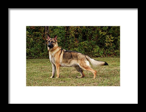 Dogs Framed Print featuring the photograph Beautiful Sable German Shepherd by Sandy Keeton