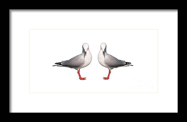 Seagull; Silver Gull;t-shirt; Wall Art;framed Art; Framed Print featuring the photograph Beautiful Silver Gull. Original and Exclusive Photo Art. by Geoff Childs