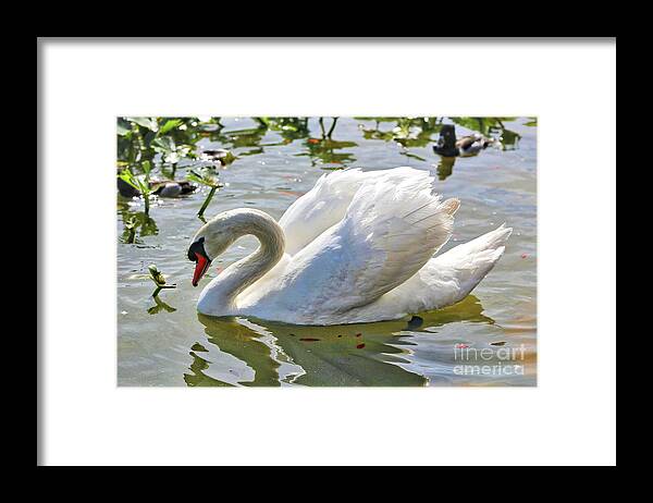 Swan Framed Print featuring the photograph Beautiful Swan by Carol Groenen