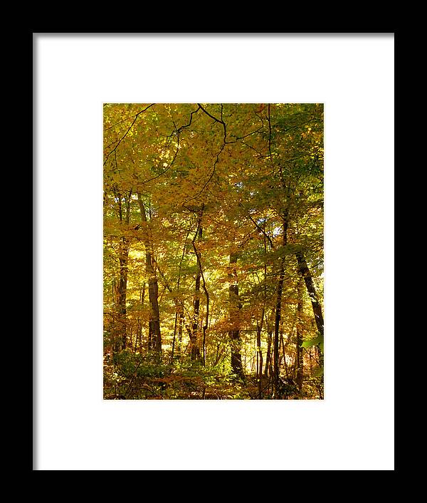 Fall Framed Print featuring the painting Beautiful Trees in the forest 14 by Jeelan Clark