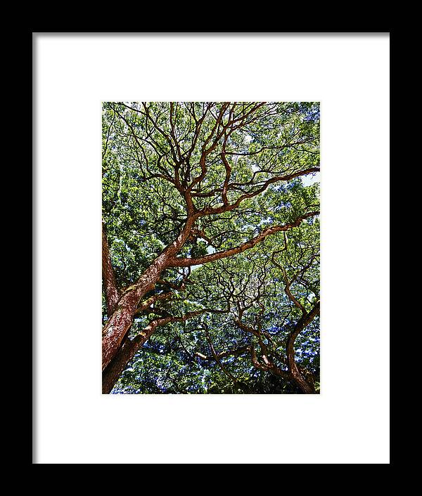 Trees Framed Print featuring the photograph Beautiful Waimea Trees by Elizabeth Hoskinson