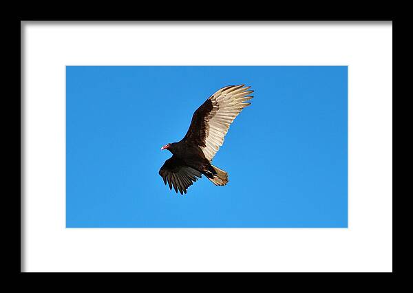 Turkey Vulture Framed Print featuring the photograph Beautiful Wings by Cynthia Guinn