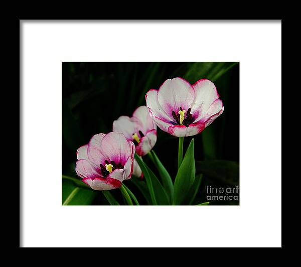 Flowers Framed Print featuring the photograph Beauty Abounds by Allen Nice-Webb