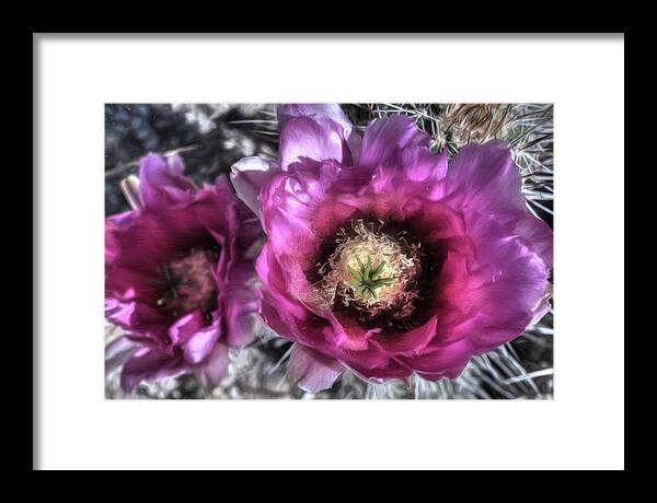 Prickly Pear Cactus Framed Print featuring the photograph Beauty Among the Thorns by Donna Kennedy