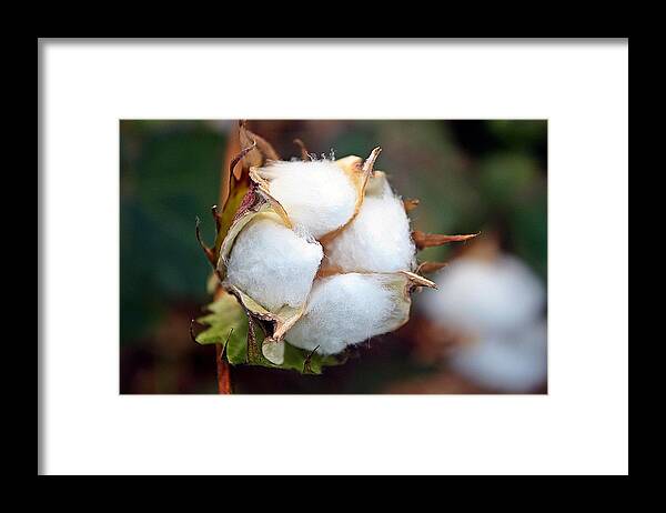 Cotton Framed Print featuring the photograph Beauty Amongst The Crowd by KayeCee Spain