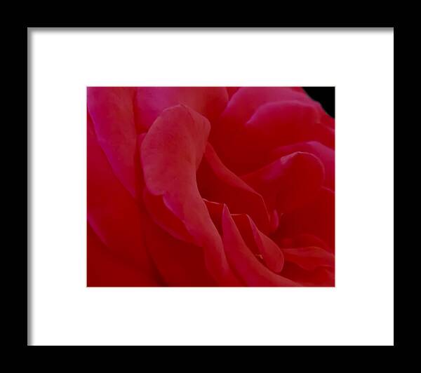 Red Rose Framed Print featuring the photograph Beauty and Perfection by KaFra Art
