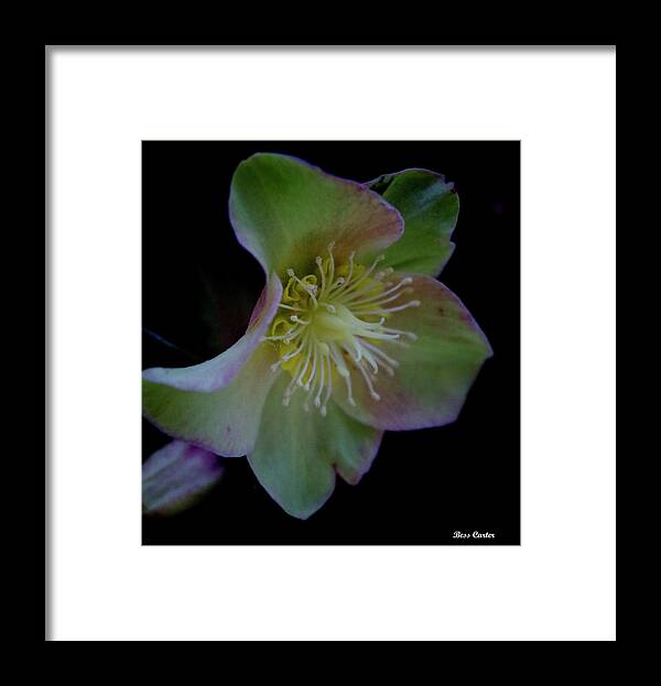 Flower Framed Print featuring the photograph Beauty Awakens by Bess Carter