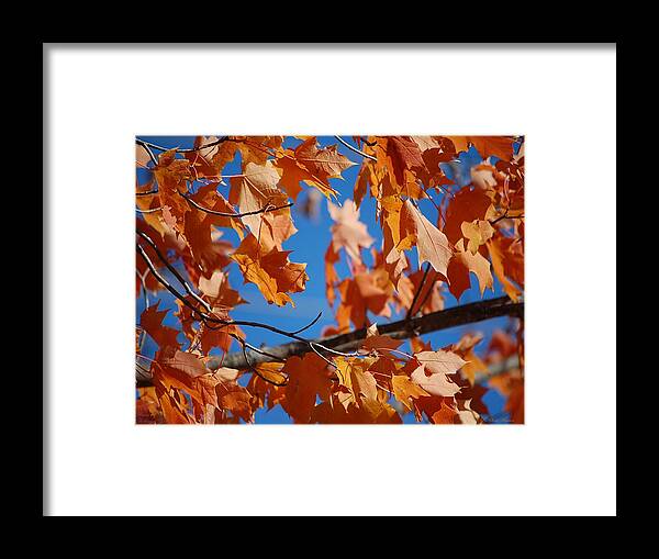 Leaves Framed Print featuring the photograph Beauty in Nature by Robert Meanor