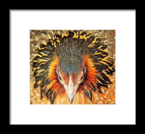 Wild Framed Print featuring the photograph Beauty In The Wild by Jan Gelders