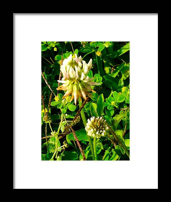 Nature Framed Print featuring the photograph Beauty in Weeds by Etta Harris
