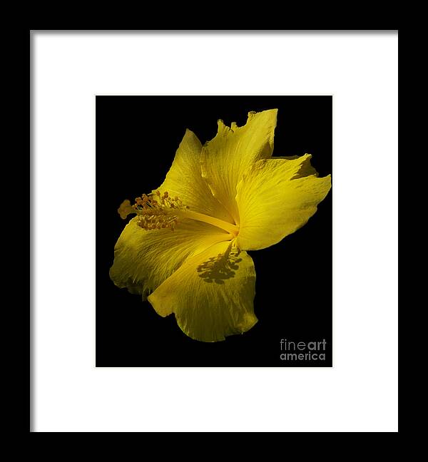 Yellow Flower Framed Print featuring the photograph Beauty in Yellow by Maria Aduke Alabi