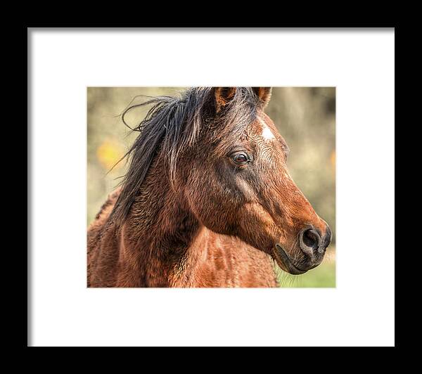 Equine Framed Print featuring the photograph Beauty by Kristina Rinell