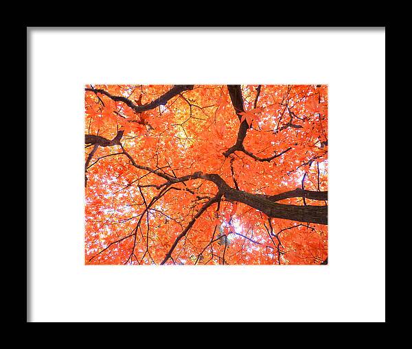 Autumn Framed Print featuring the photograph Beauty of Fall by Elizabeth