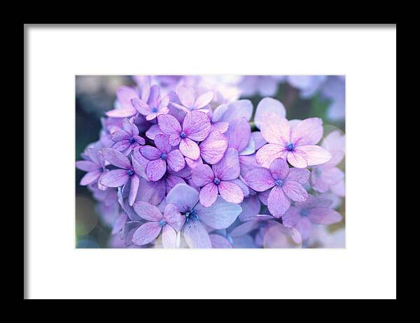Beautiful Framed Print featuring the photograph Beauty of hydrangea by Lilia D