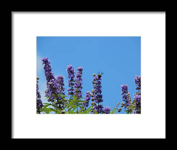 Flower Framed Print featuring the photograph Beauty Of The Bee by Jan Gelders