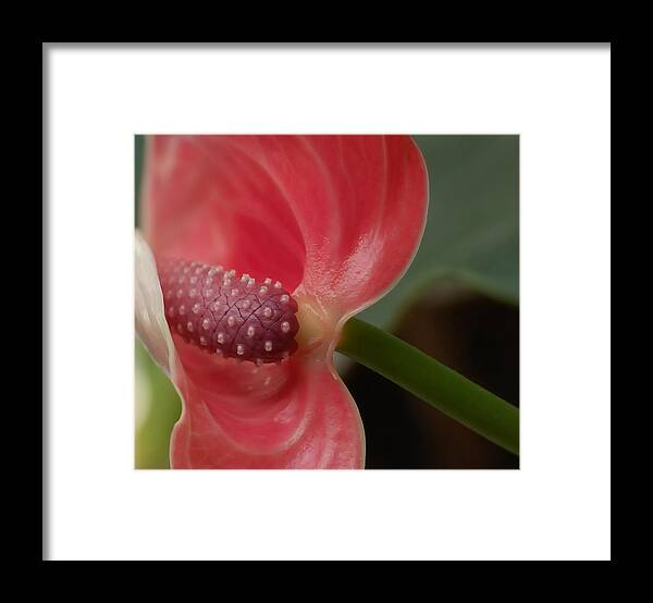 Flowers Framed Print featuring the photograph Beauty Unfolding by Steven Milner