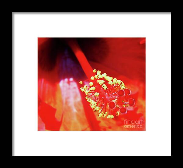 Hibiscus Framed Print featuring the photograph Beauty Within by D Hackett